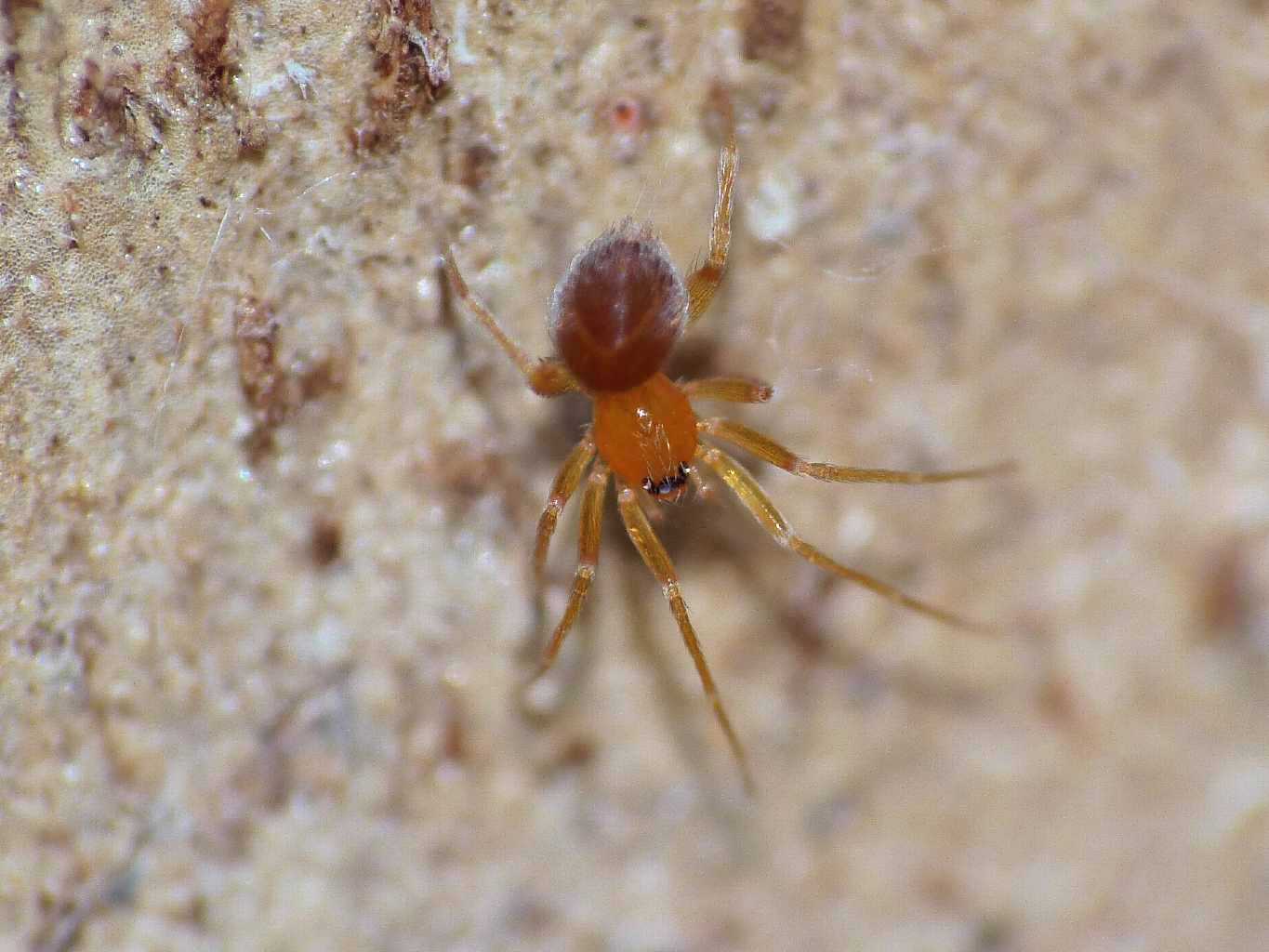 Ragnetto rosso:  Orchestina sp. (Oonopidae) - Lazio